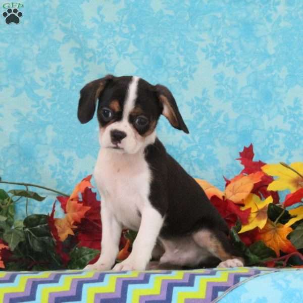 Chocolate, Boston Terrier Mix Puppy
